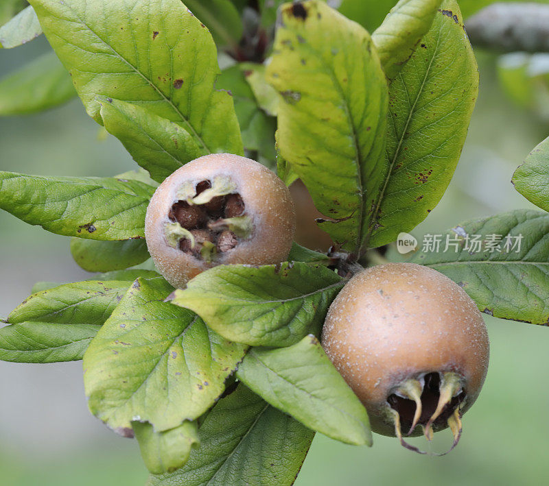 普通枸杞(Mespilus germanica)果实